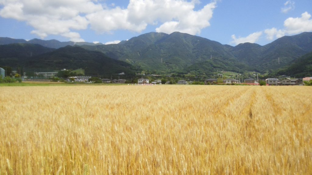 秦野産小麦